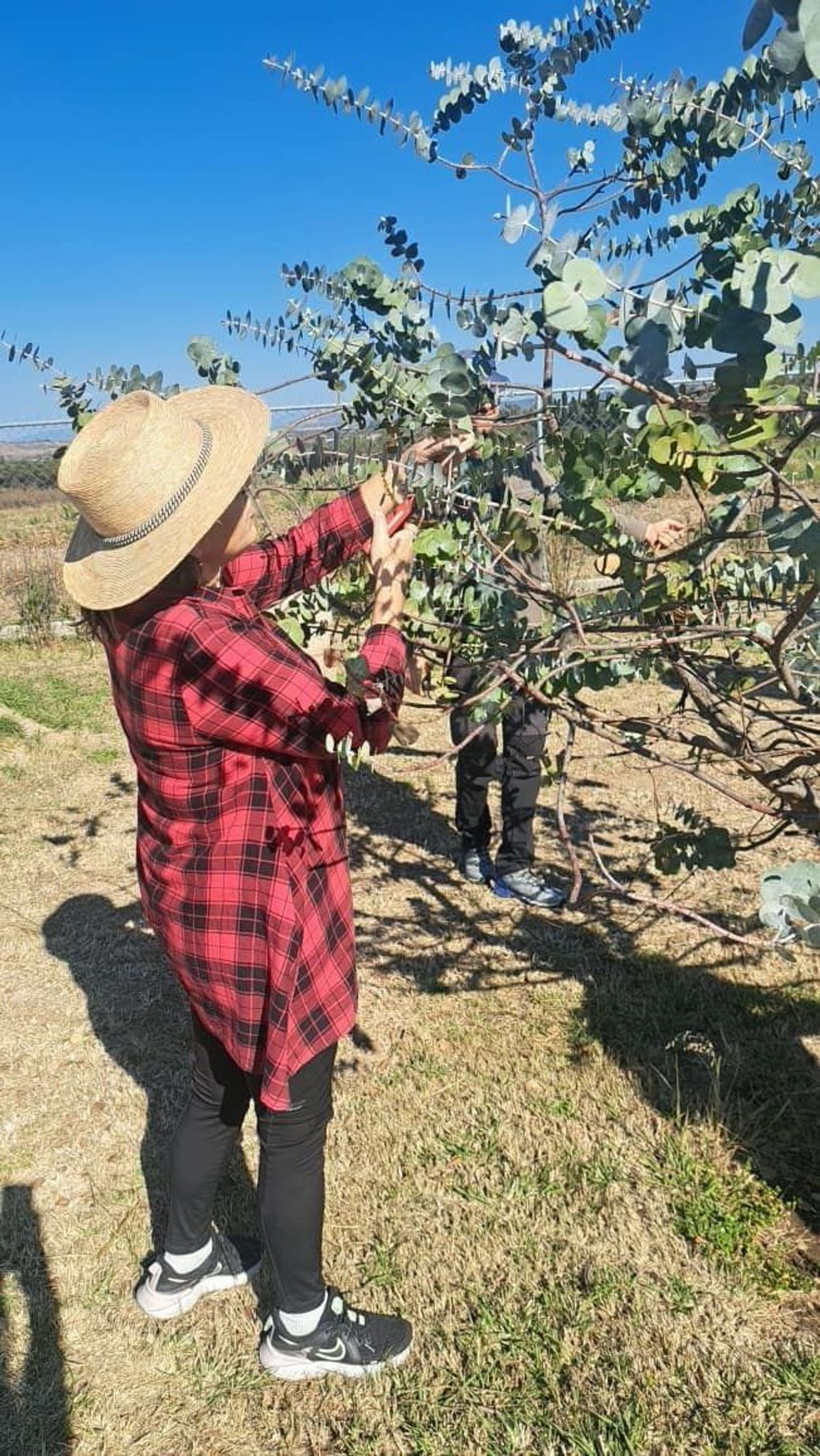 Imagen de portada para el evento: Taller de destilación de aceites esenciales