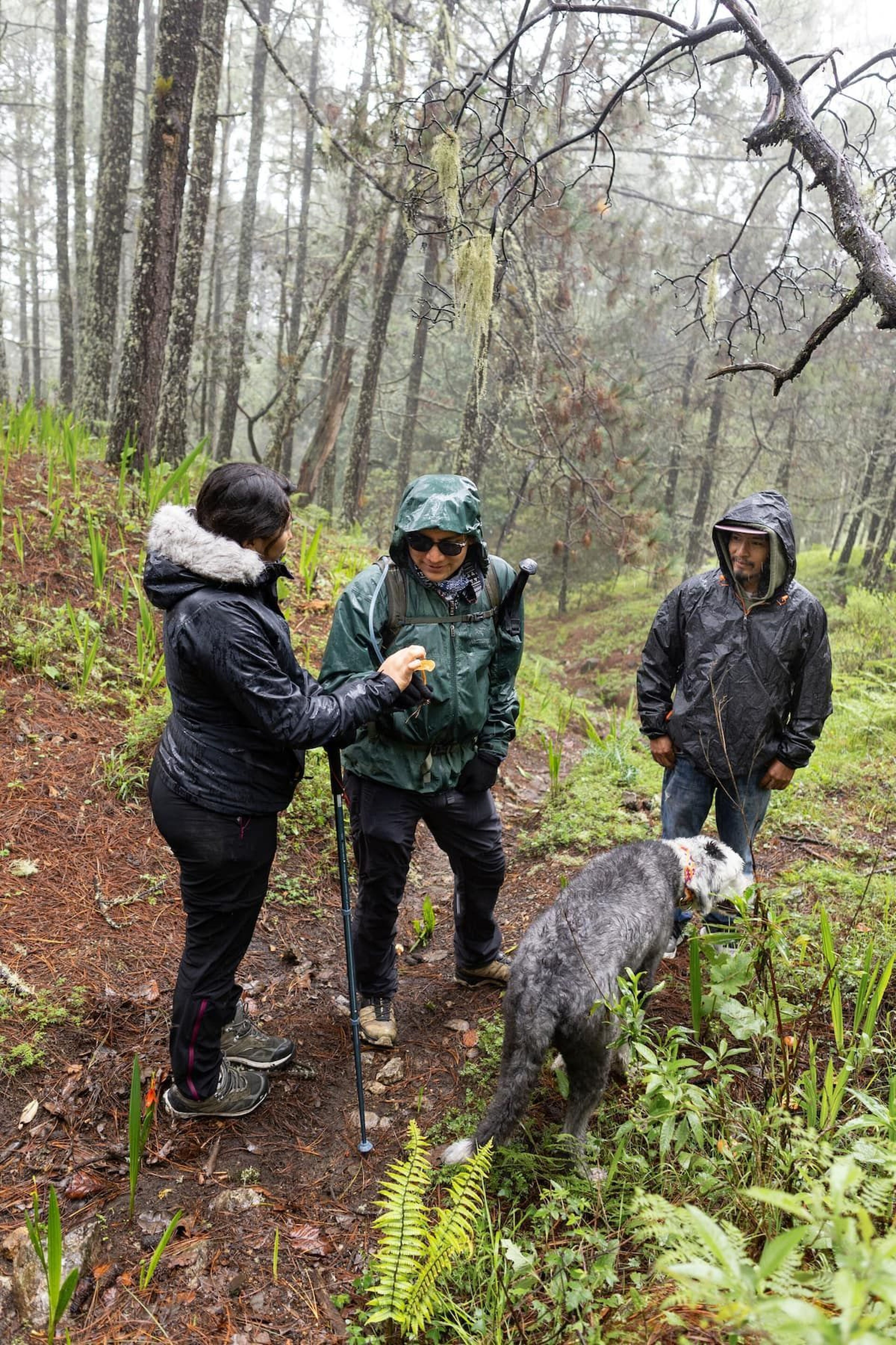 Medio día de senderismo en la Sierra Norte