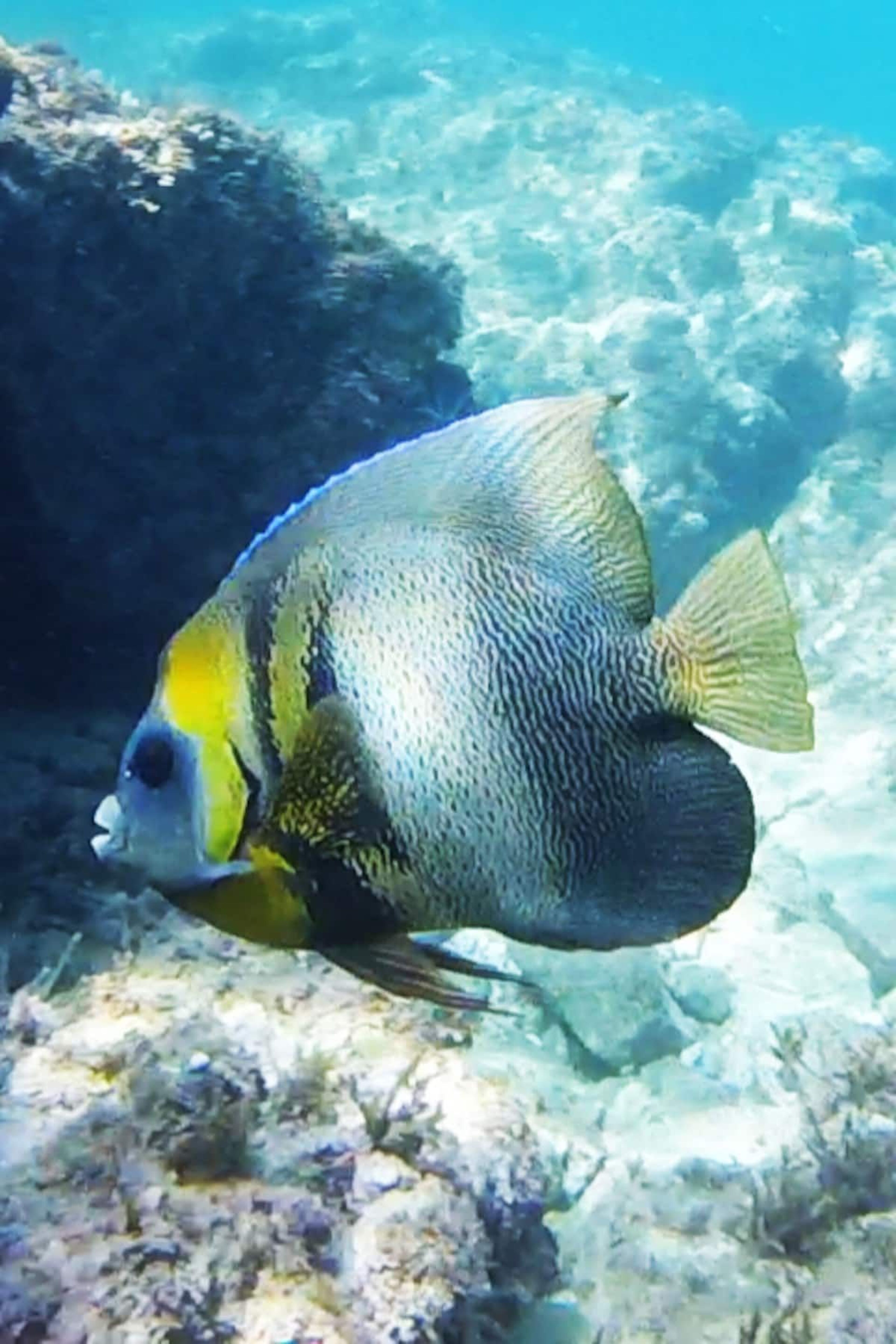 Snorkel con un biólogo marino