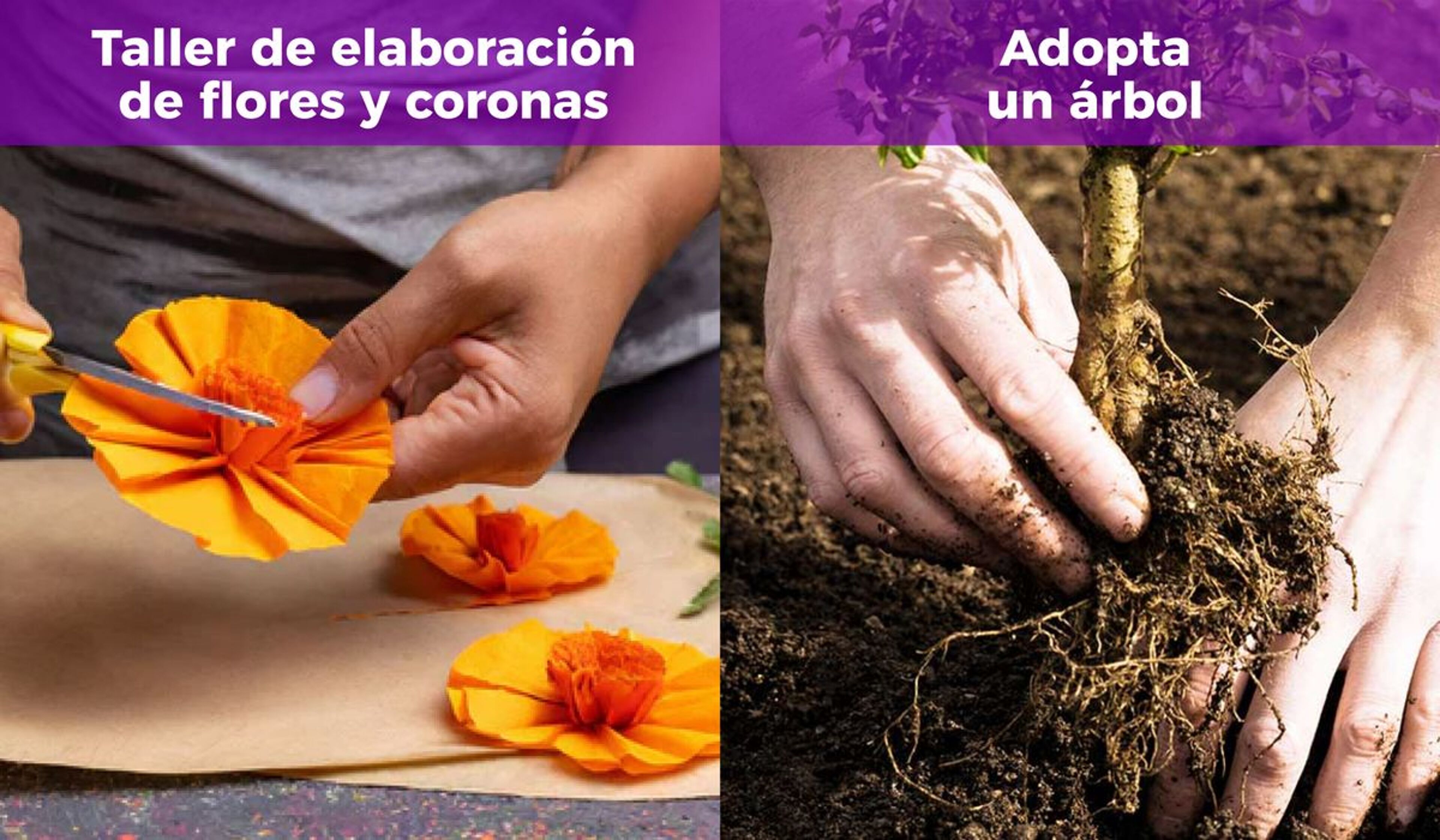 Imagen de portada de ¡Martes de árboles y flores!